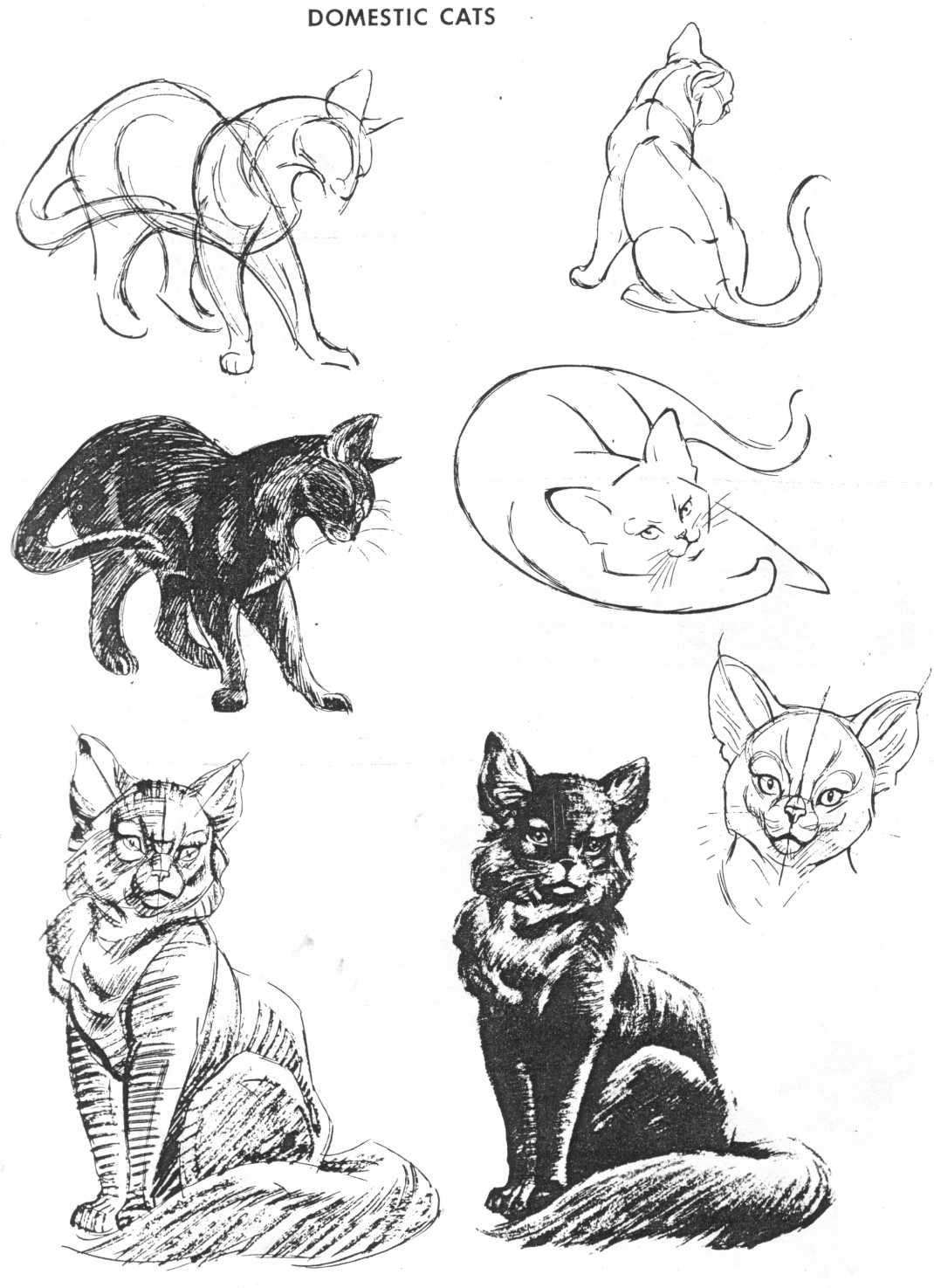 The Art Of Animal Drawing: Image 75 of 136