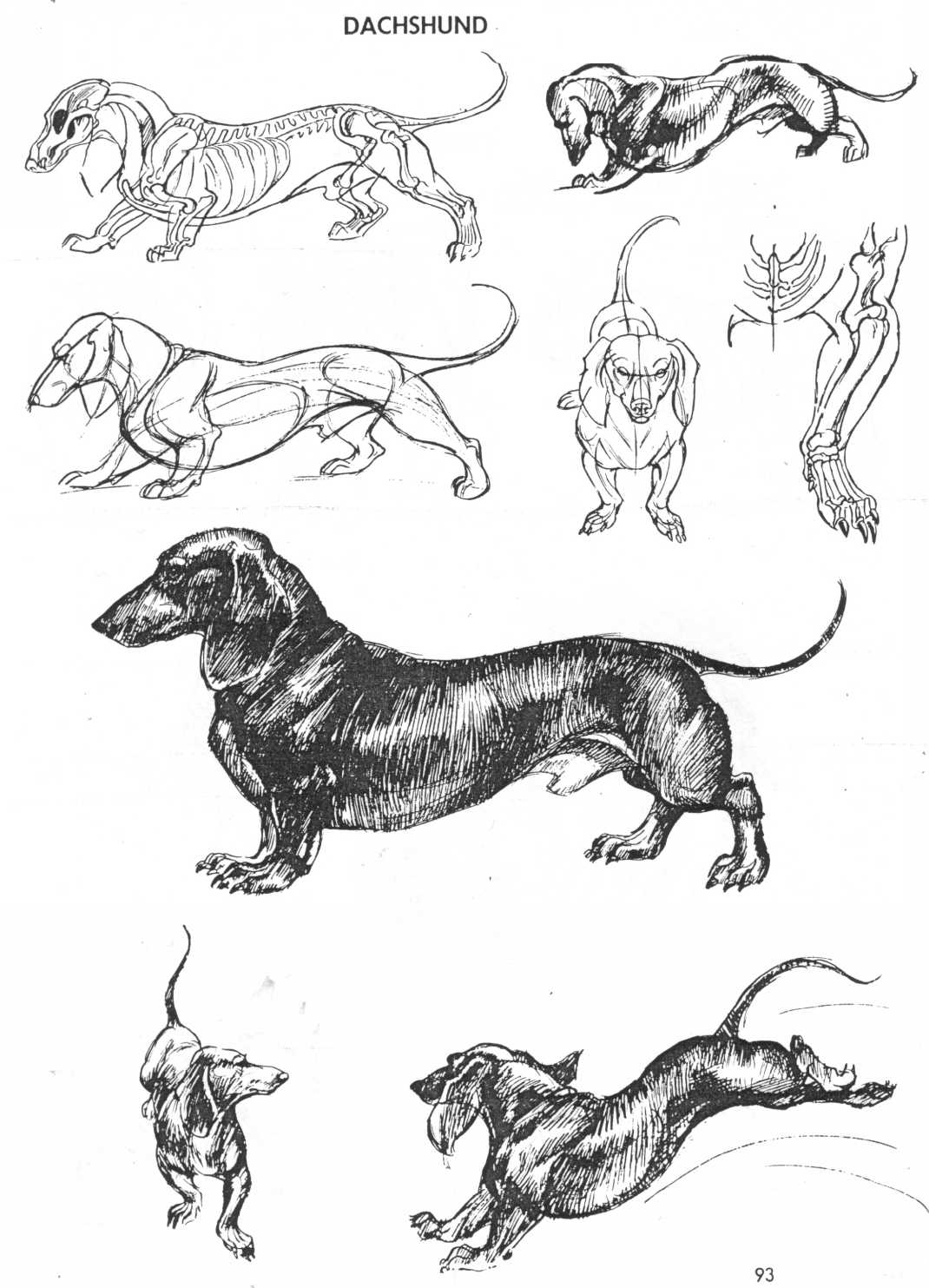 The Art Of Animal Drawing Image 95 of 136